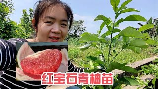 一棵颜值非常高的果树苗，你知道它是什么品种吗？