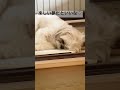 犬の寝言。全然吠えないシーズーこはるが唯一吠えるのは寝てる時 ペット動画 犬のいる暮らし 犬のいる生活 犬の性格 シーズー shih 犬好き shorts 犬 dog