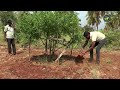 crop regulation manures and fertilizers for pomegranate plant