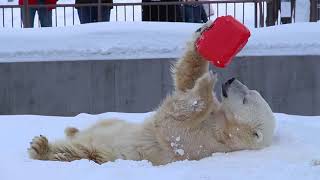 2019_01#ホッキョクグマ がお昼寝の後でポリタンクで遊ぶ#円山動物園 キャンディちゃん#Polarbear plays with plastic tank