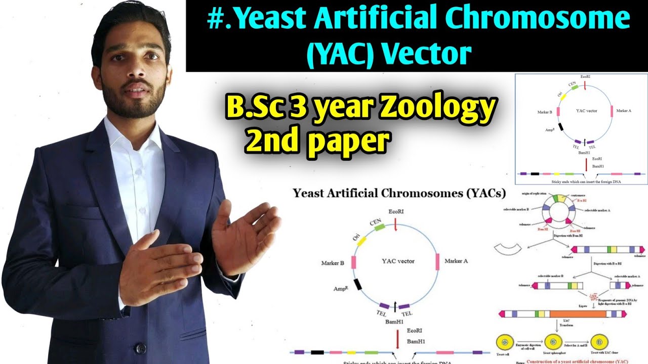 Yeast Artificial Chromosome Vector (YACs) || Biotechnology B.Sc 3 Year ...