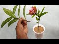 Grow Ixora from cuttings | Grow easily in sand | Rangan flower plant