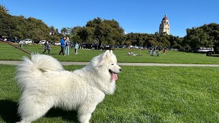 Stanford University Campus Tour// 斯坦福大学校园游