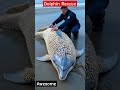 beach resident rescues dolphin covered in thousands of barnacles 🐬🌊 cutfromvideo shorts shortsfeed