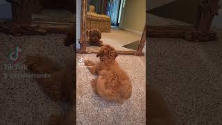 Dancing Labradoodle #Puppy #labradoodles #dog