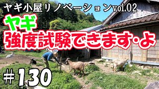 ヤギ小屋リノベーションvol.02☆ヤギお手伝い！強度試験くらいできますよ ＃１３０　おとぼけヤギ達に癒されて