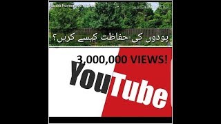 Podon  ki hifazat kaisay  karen?(How to care plants?) || Latest Updates 2019