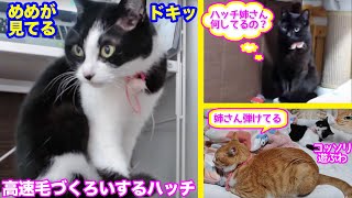 ＜2匹の猫通信＞「ほっこりライブ」めめちゃんの視線を感じるハッチ！毛づくろいの後はマックの隣へ！2020 03 25　- Cat Live Stream in Japan - Cat Life TV