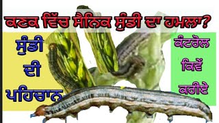 Army Worm infection on Wheat Crop with Sher Gill Markhai