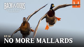 Where Have The Mallards Gone? | Backwoods University Ep. 14