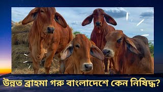 উন্নত ব্রাহমা গরু বাংলাদেশে কেন নিষিদ্ধ? | Brahman Cow