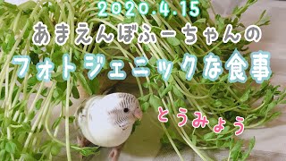 【ｾｷｾｲｲﾝｺ】雛の映えご飯と初めてのお水【白ハル】