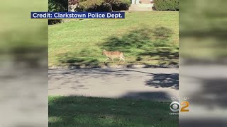 Police Issue Coyote Warning