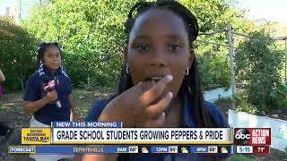 St. Pete kids growing peppers and pride in Edible Peace Patch
