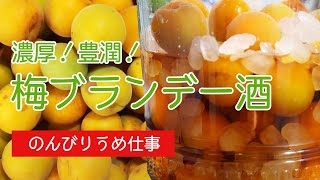 【のんびり梅仕事】豊潤な香りの梅ブランデー酒を漬けてみた！「美味しくなりますように〜」