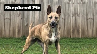 07 Questions About Shepherd Pit People Also Ask | German Shepherd Pitbull Mix