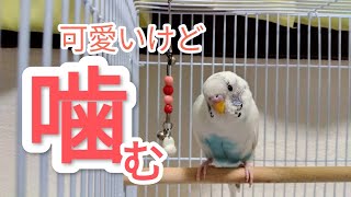 噛む〜　インコ　Budgerigar biting