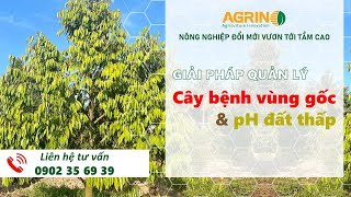 Agrino | Tập 5: Giải pháp quản lý cây bệnh vùng gốc và pH đất thấp | Cách chăm sóc cây sầu riêng