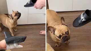 Frenchie has priceless reaction after seeing toy gets 'punches' #Shorts