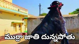 ముర్రా జాతి దున్నపోతు || 80194 75010 || Murrah Breed Bull For Sale @manakyparavindrareddyvlogs