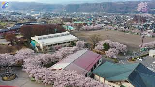 東御中央公園　桜だより