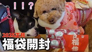 2025松田ペット／ワンラブの福袋開封！超買得の内容がこちら#bostonterrier #puppy #ボストンテリア #ボステリ #犬のいる生活 #かわいい