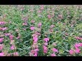 best garden perennials penstemon red rocks beardtongue