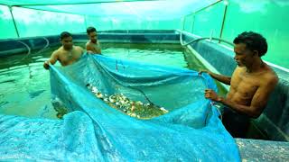 Successful Biofloc Fish Farmer I Bangomunda I Jogendra Meher