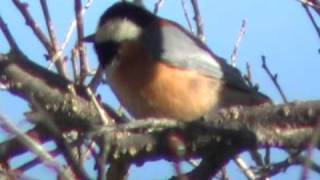 ヒマワリの種を食べるヤマガラ１