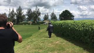 Money falling from the sky on tea estates in Uganda