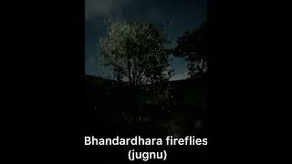 #fireflies (#jugnu ) at Bhandardhara #bhandardaradam #motovlog #mumbai #travelvlog #nature