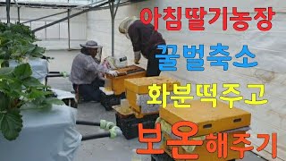 4탄, 아침딸기농장 사장님 양봉입문? 수정용벌 소비축소,화분떡 주고, 보온판 대고, 맛있는 딸기 생산을 위한 꿀벌의 역할