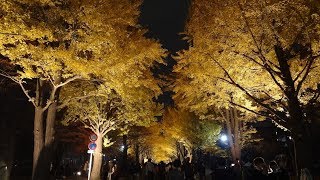 北大金葉祭 イチョウ並木ライトアップ 2017.10.29