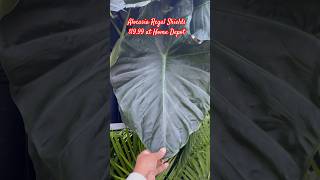 Alocasia Regal Shields at Home Depot! #shorts #shortvideo #houseplants