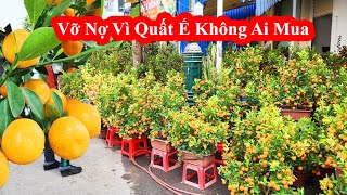 Tết 2025 || Vỡ Nợ Vì Buôn Quất Đào Tết Năm 2025