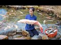 Harvesting Rarest River Fish to Sell  - Amazing Fishing Skills
