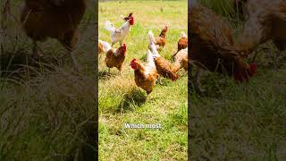 Are Cage Free Eggs Actually Worth It