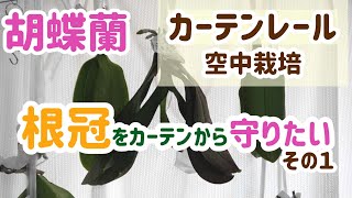 胡蝶蘭のカーテンレール空中栽培の問題点を解決その１（根冠がカーテンに擦れてしまう問題）