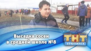 Высадка саженцев сосен у 8 школы