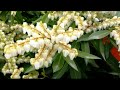 Best Garden Shrubs, Pieris Brouwer's Beauty (Andromeda)