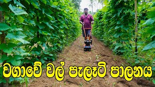 Weed control in cultivation,වගා කිරීමේදී වල් මර්ධනය,Organic gardening, Organic ,ගෙවතු වගාව