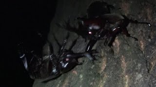 (4K昆虫バトル)野生のカブトムシ対決 Insect Fighting Japanese Rhinoceros Beetle