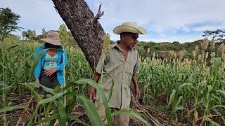 Don Marcos 😱tapiscando la milpa vean cuantos sacos de maiz le saldran😱😱😱!!!aventuras salvadoreñas