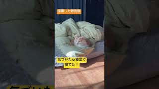 保護した野良猫 気づいたら寝室で寝てた！ #寝室 #ねこ #猫 #ネコ #元野良猫 #cat #保護猫 #野良猫 #にゃんこ #地域猫 #猫のいる暮らし #shorts #もふもふ #甘えん坊