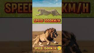 Lion King VS Cheetah Speed