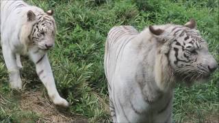 仲良しハクア＆ハクウン兄弟(White Tiger brothers)  in  アニマルキングダム