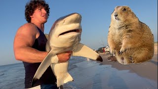 I Fed a Shark to my Prairie Dog *emotional*