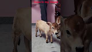 MiniCows my House# miniature cows # Punganuru cows# #radhakrishna#smallest cows# Shotest cows