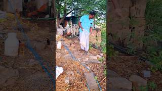 ஒரிஜினல் இடை வெட்டு நாட்டுக்கோழிகள் | Poultry Farming#farming #agriculture #poultryfarming