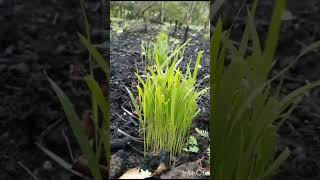 Como plantar arroz da terra